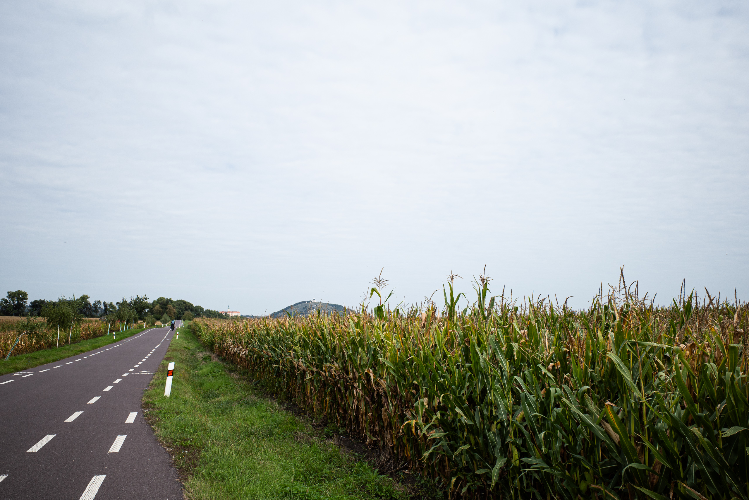 Radweg am Maisfeld – vor uns der Heilige Berg von Mikulov